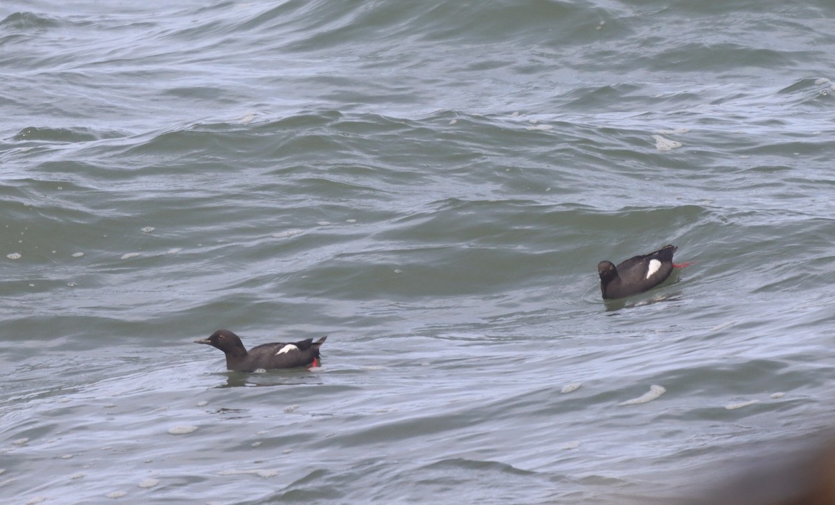 Pigeon Guillemot - ML585689161