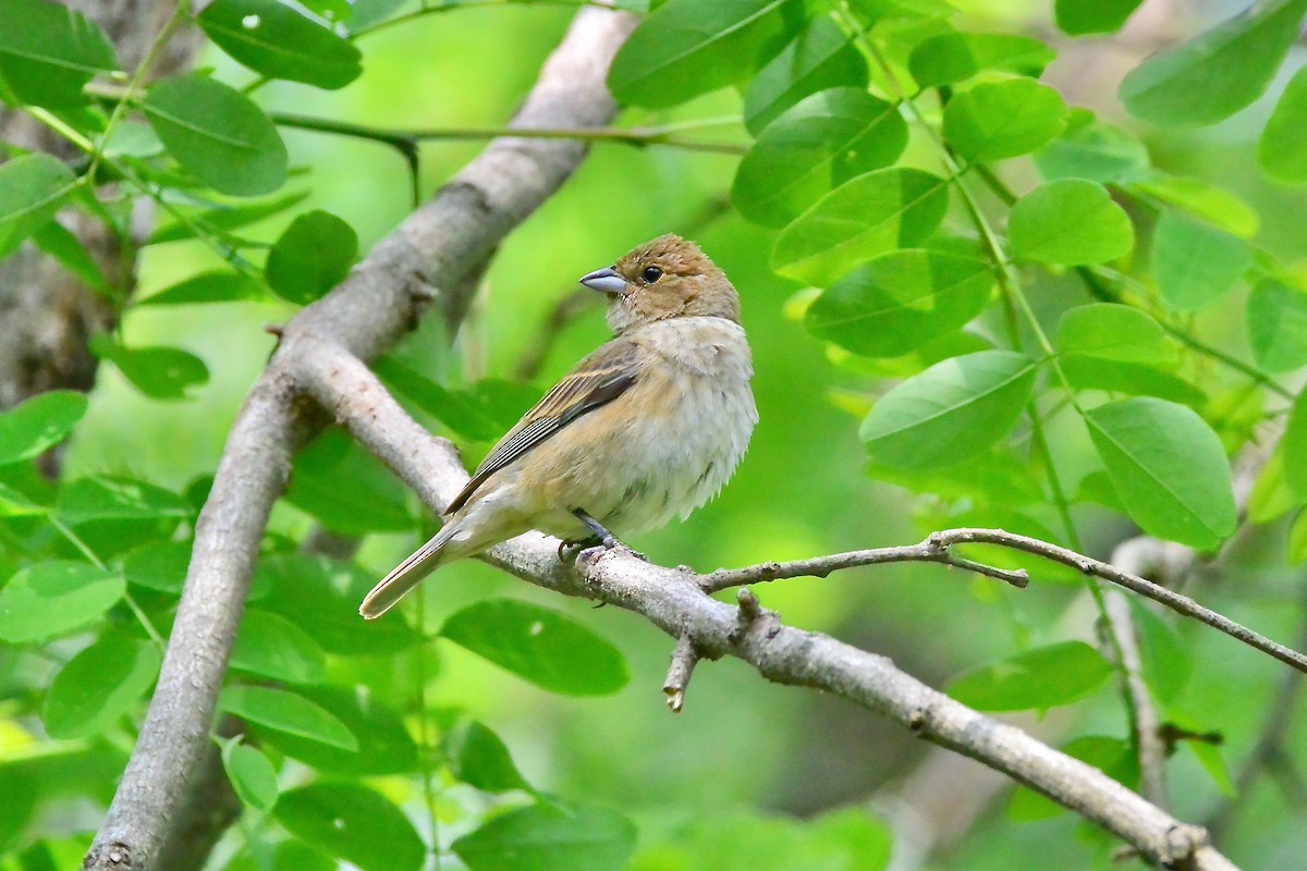 Indigo Bunting - Seth Honig