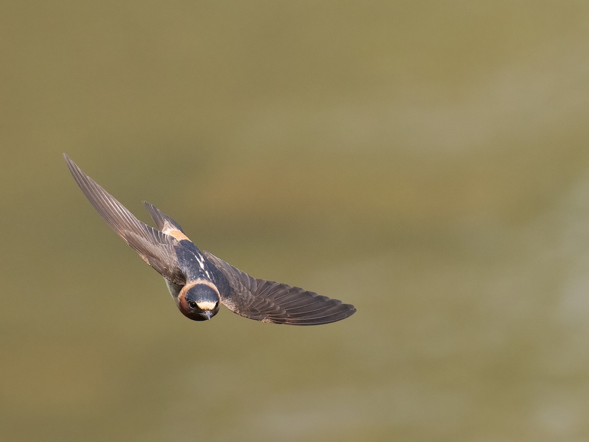 Cliff Swallow - ML585689451