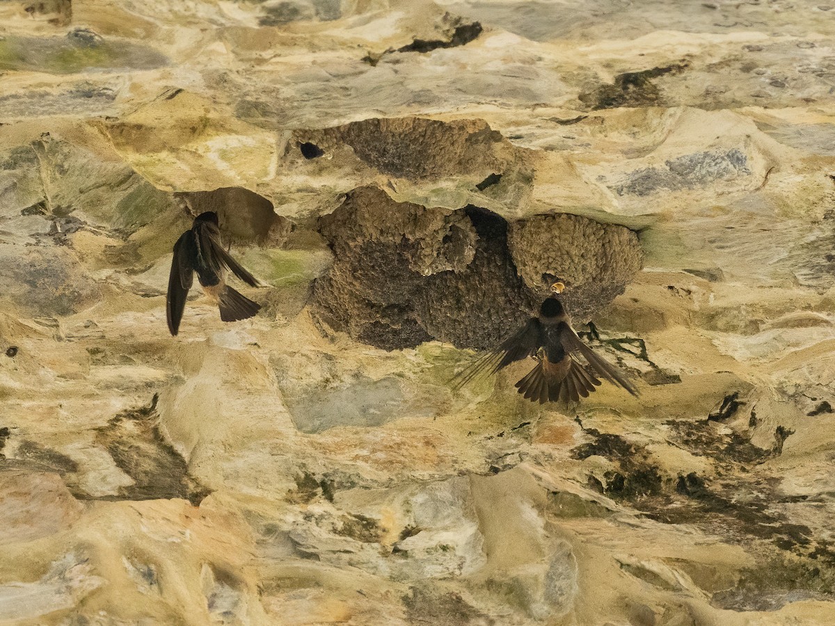 Cliff Swallow - ML585689481