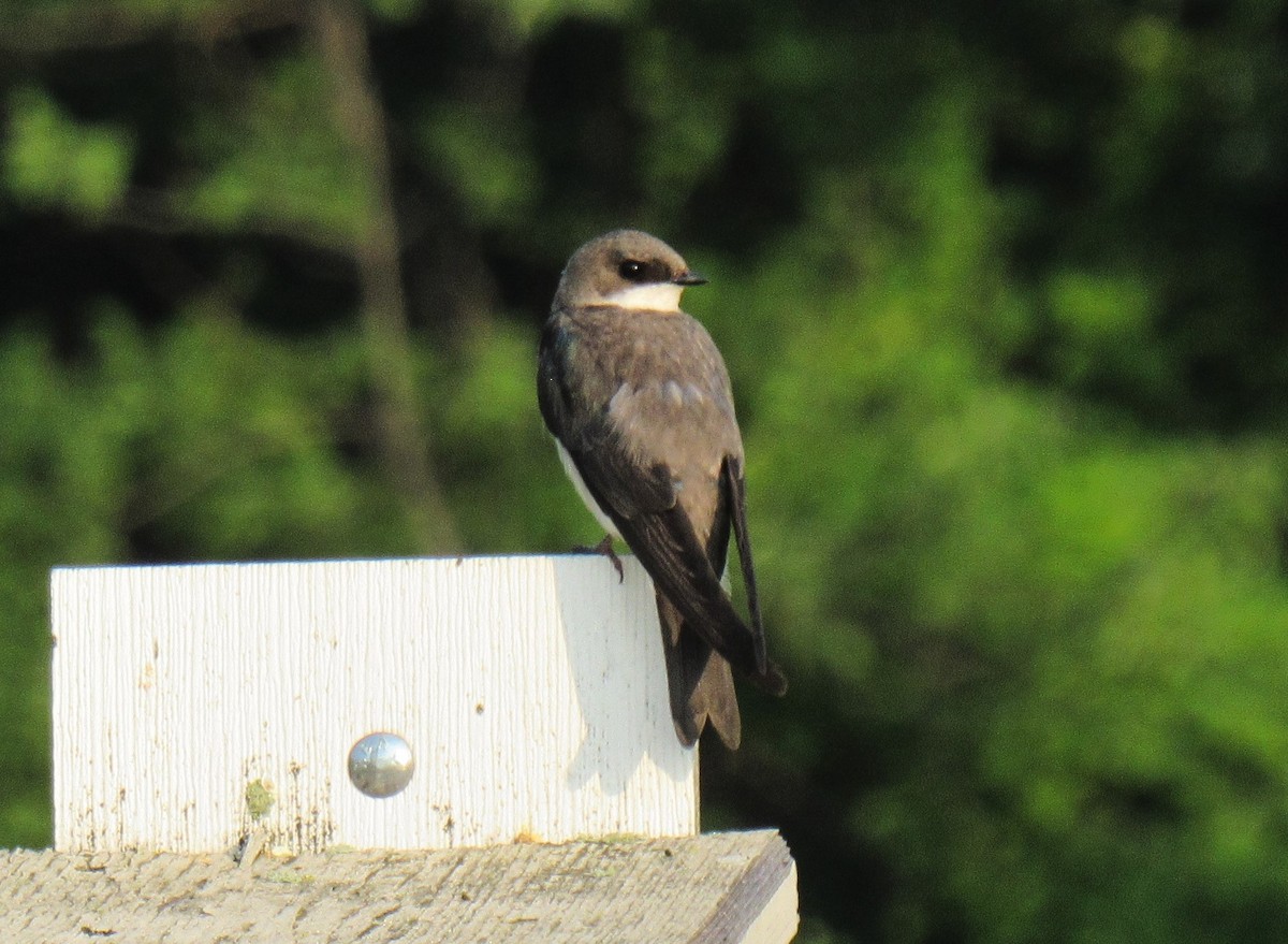 Tree Swallow - ML585689551