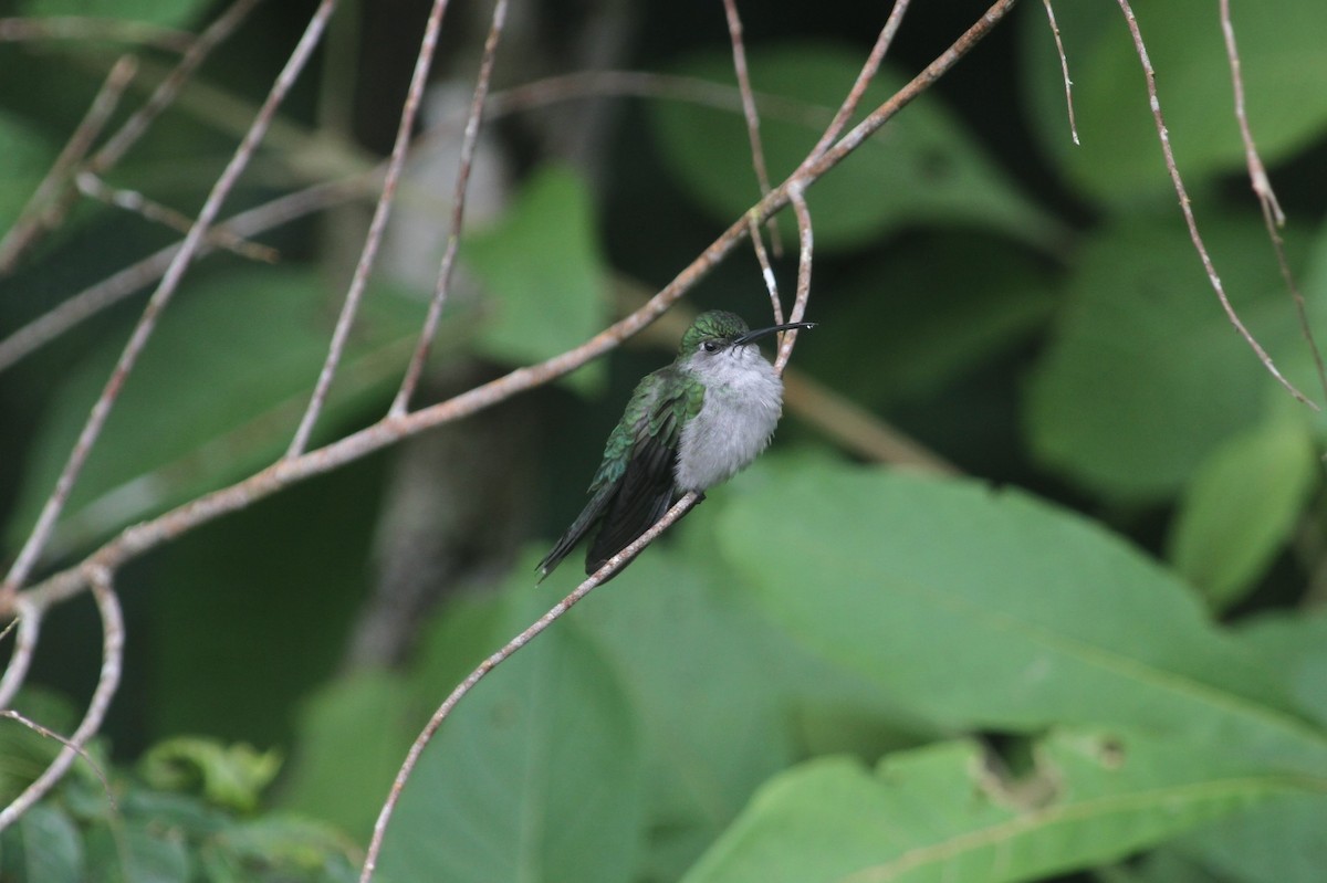 Gray-breasted Sabrewing - ML585689711