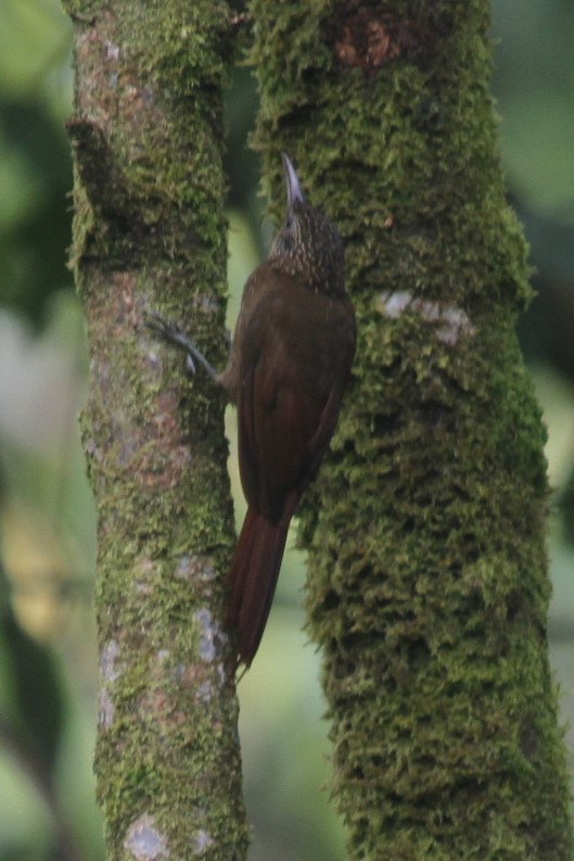 Ocellated Woodcreeper (Tschudi's) - Jurgen Beckers