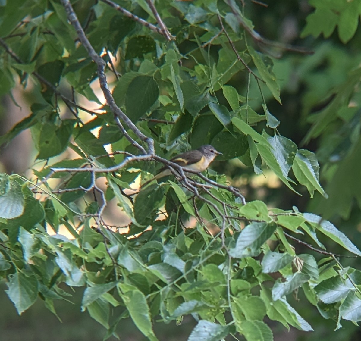 American Redstart - ML585690171