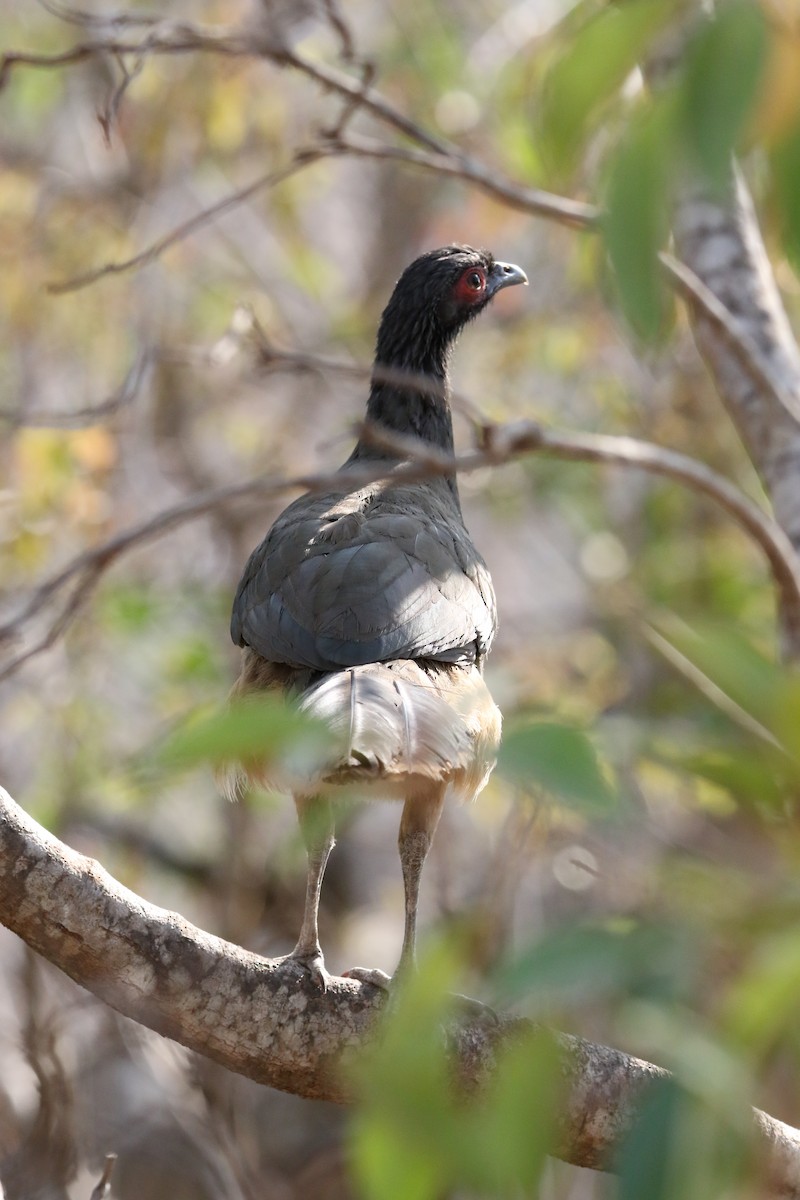 West Mexican Chachalaca - ML585690301