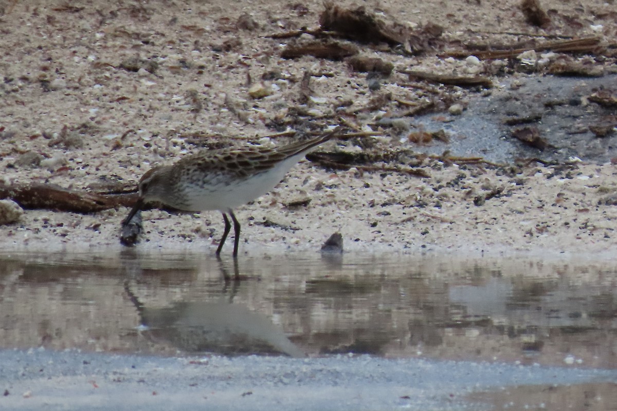 White-rumped Sandpiper - ML585694031