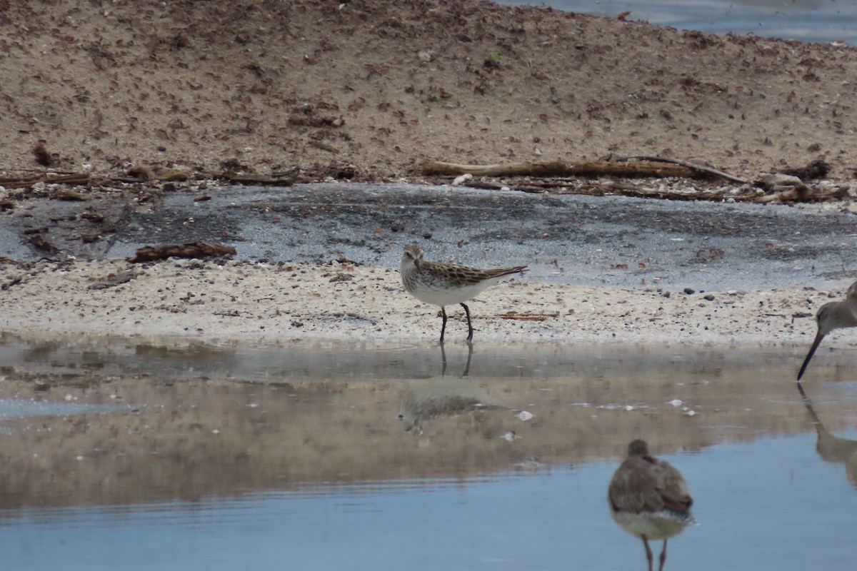 White-rumped Sandpiper - ML585694041