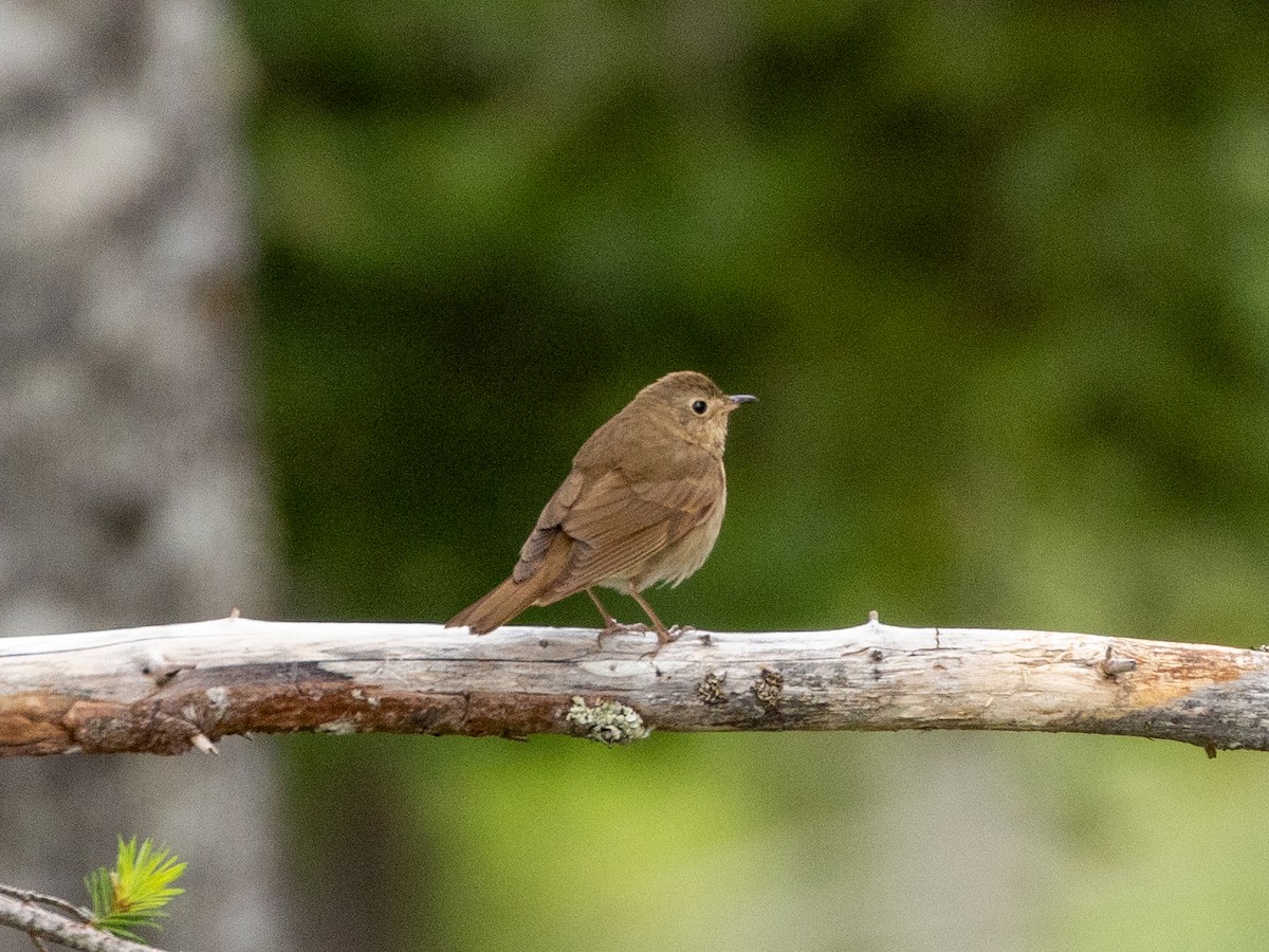 Swainson's Thrush (Russet-backed) - Philip Kline