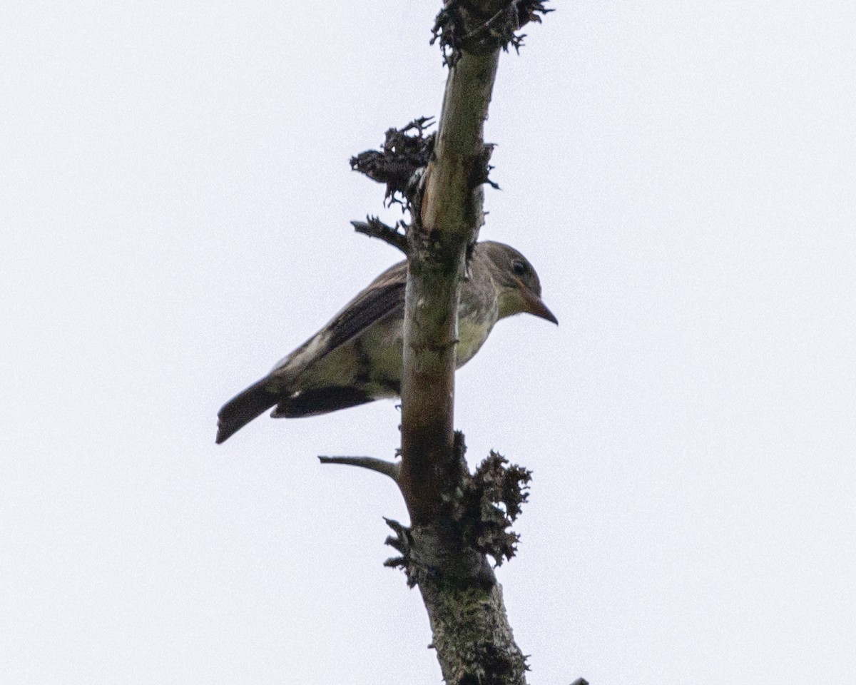 Olive-sided Flycatcher - ML585695051