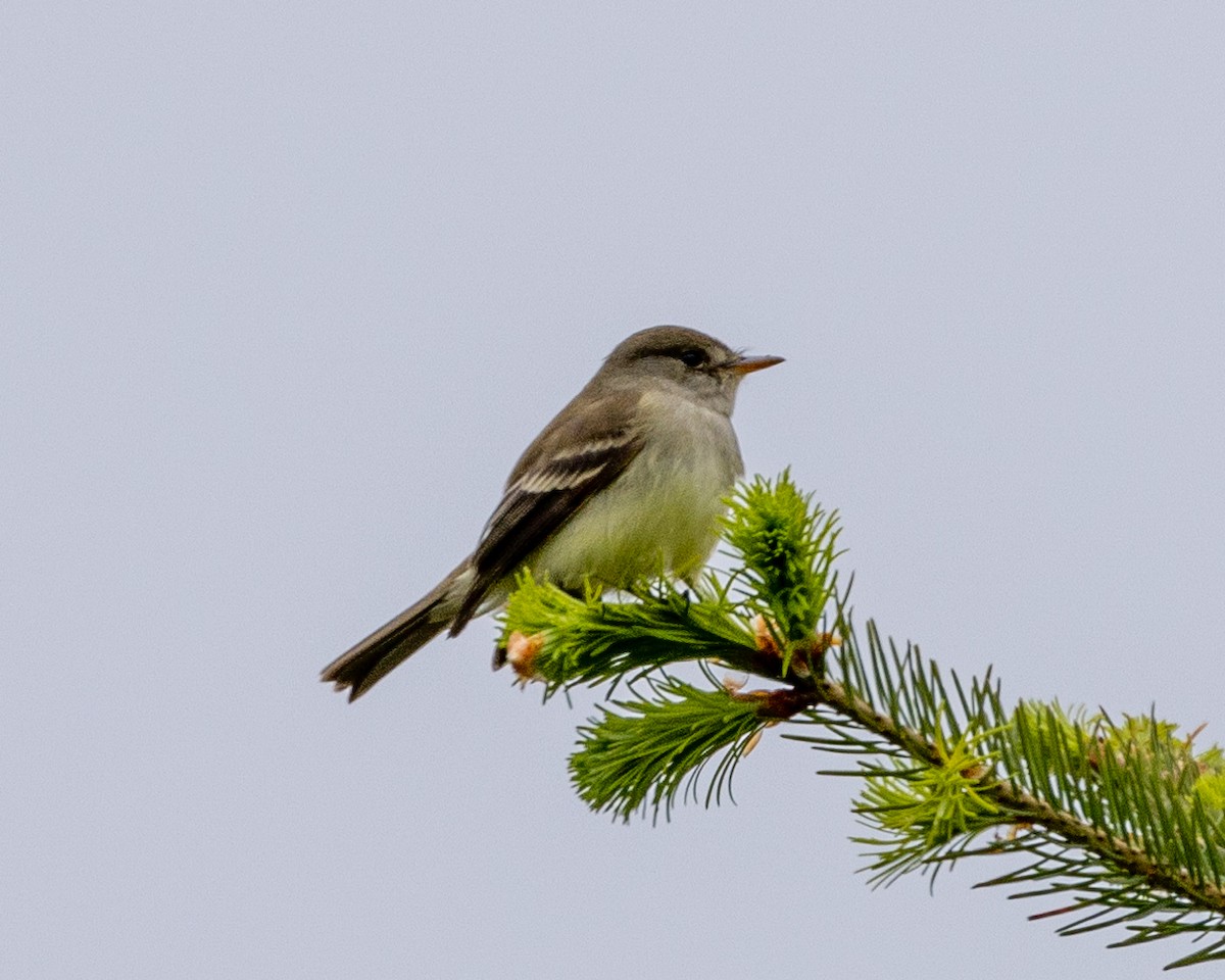 Willow Flycatcher - ML585695951