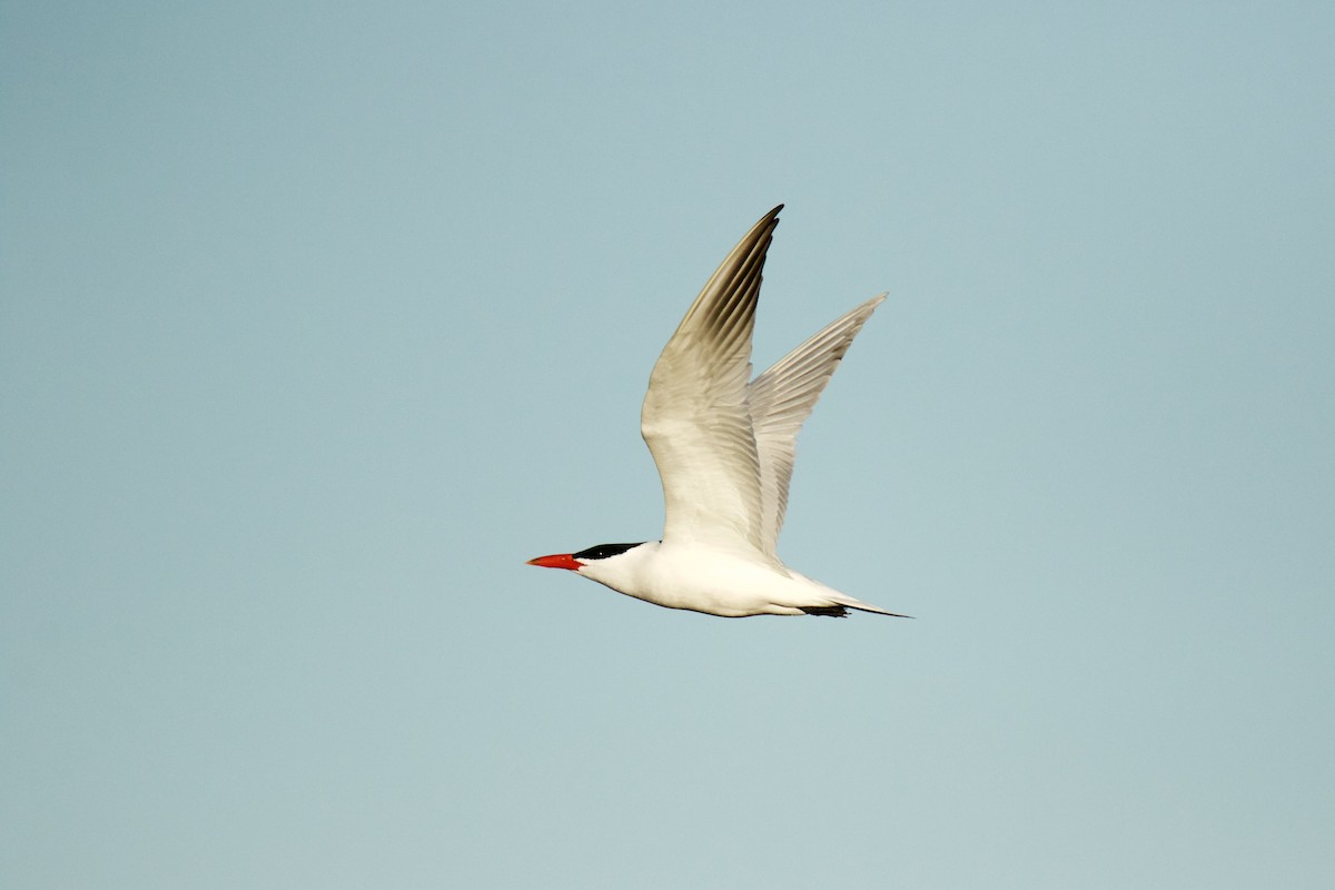 Caspian Tern - ML58569641