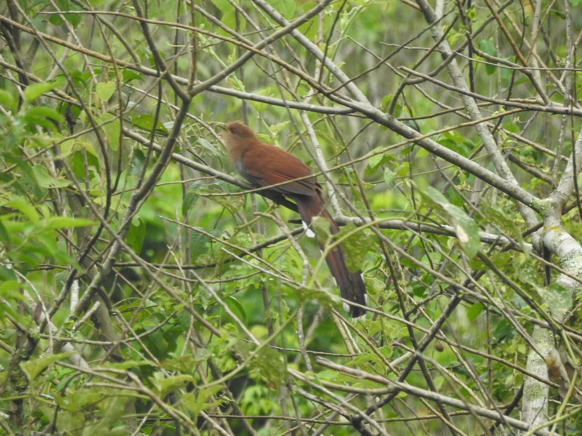 Squirrel Cuckoo - ML585696781