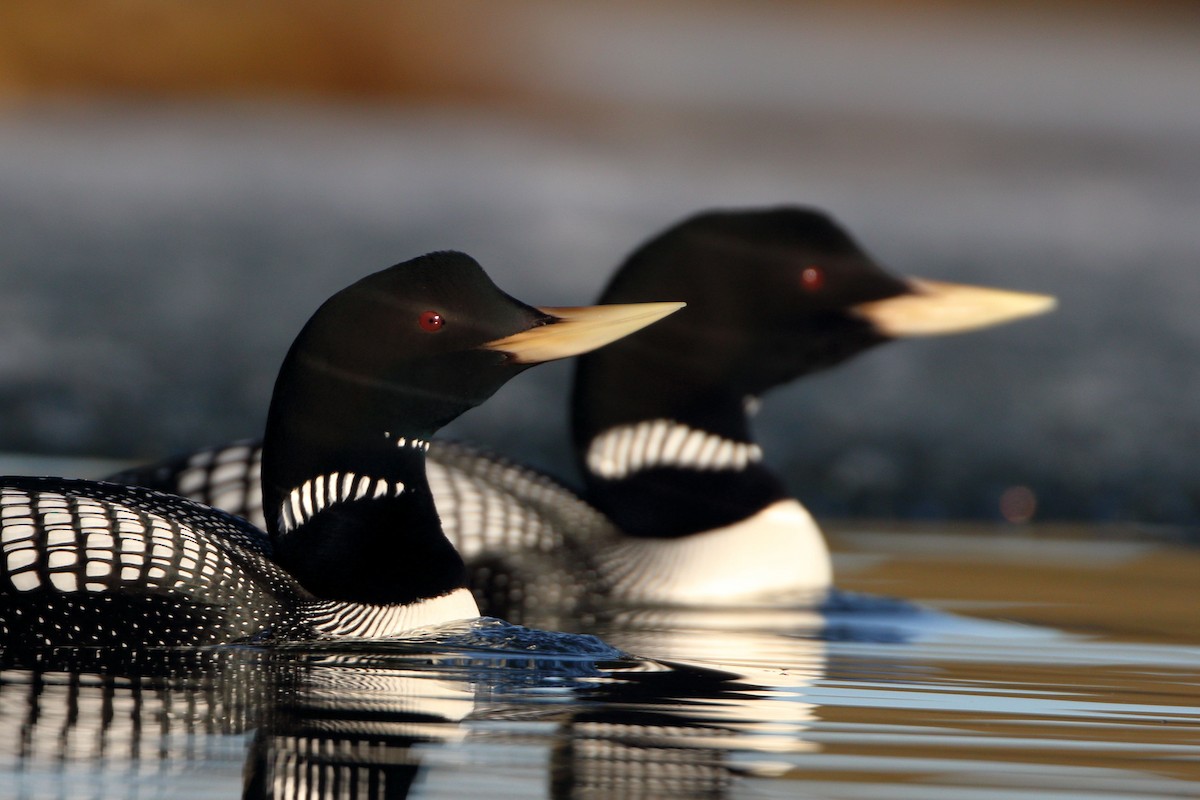 Yellow-billed Loon - ML585696821