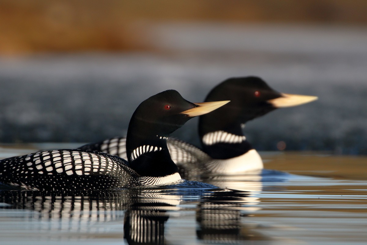 Yellow-billed Loon - ML585696831