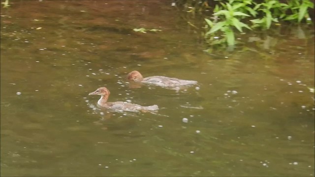 Common Merganser - ML585697151