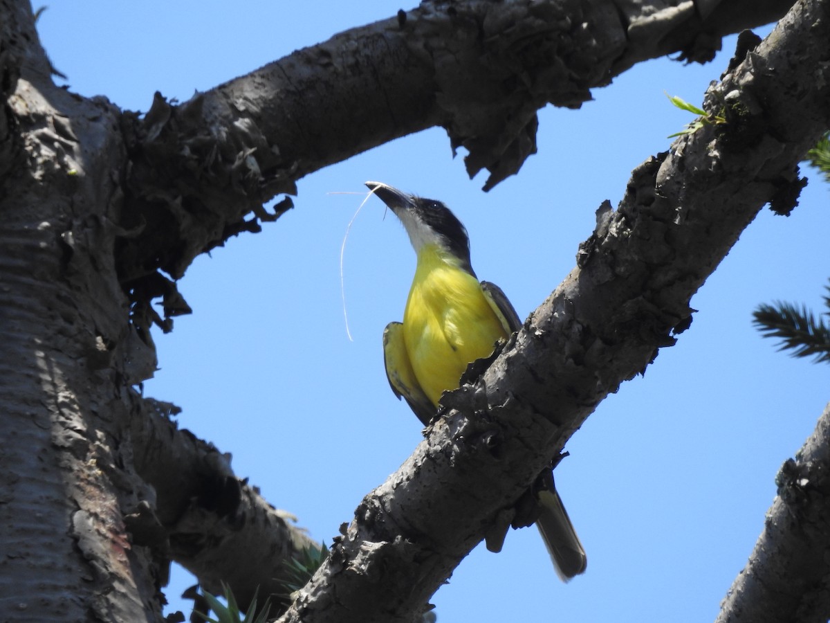 Boat-billed Flycatcher - ML585697401