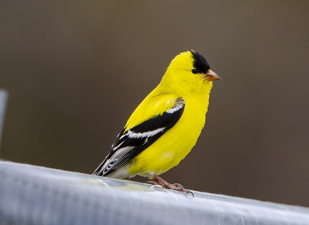 American Goldfinch - ML585697661