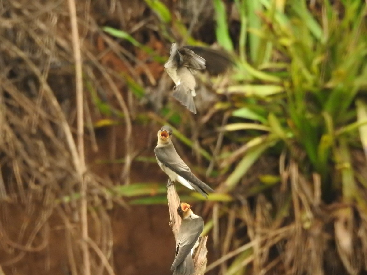 Southern Rough-winged Swallow - Martin Chagra