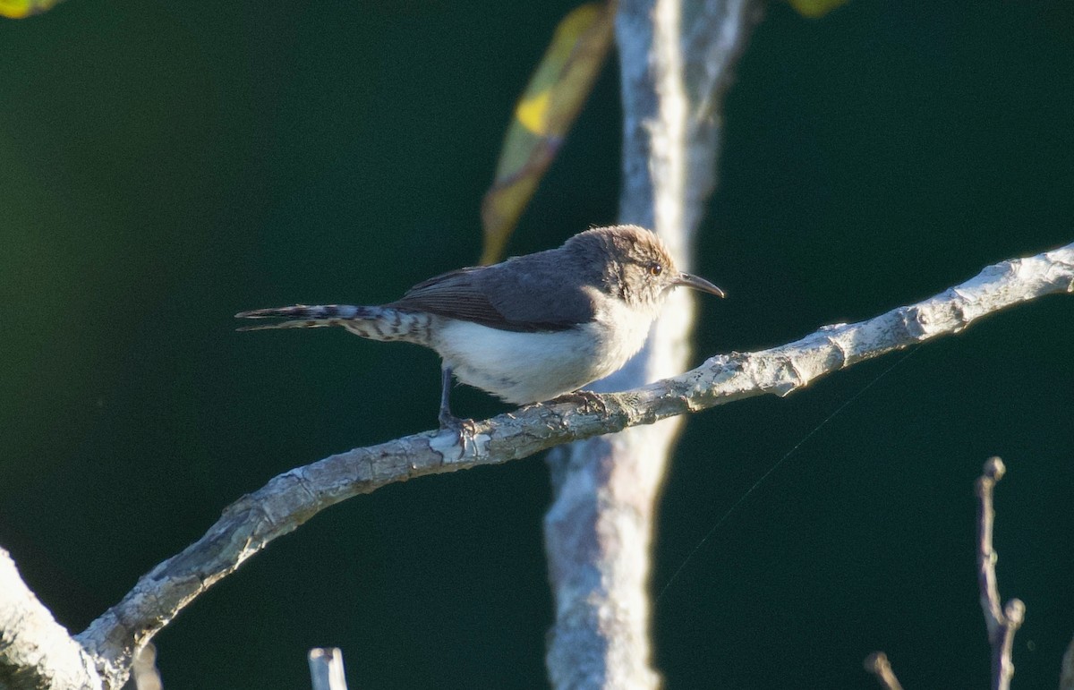 Tooth-billed Wren - ML585698081