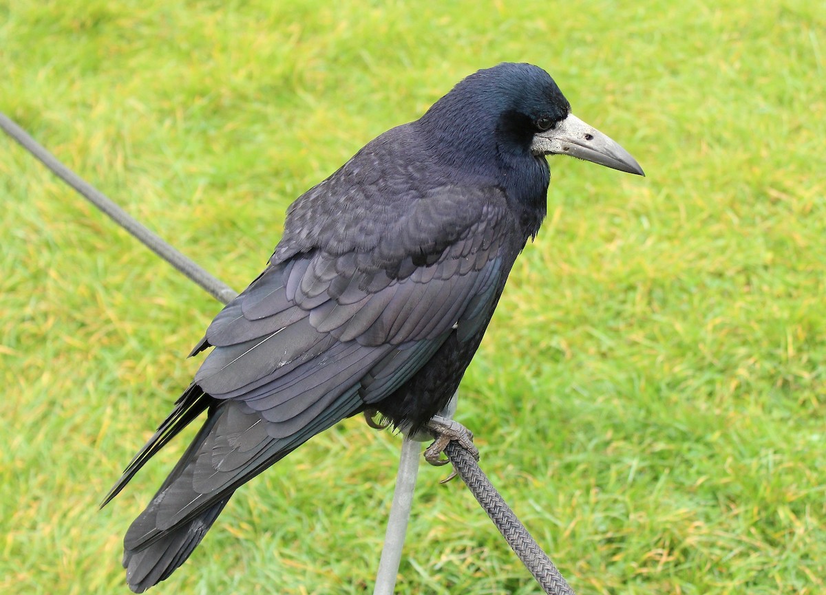 Corbeau freux - ML58569811