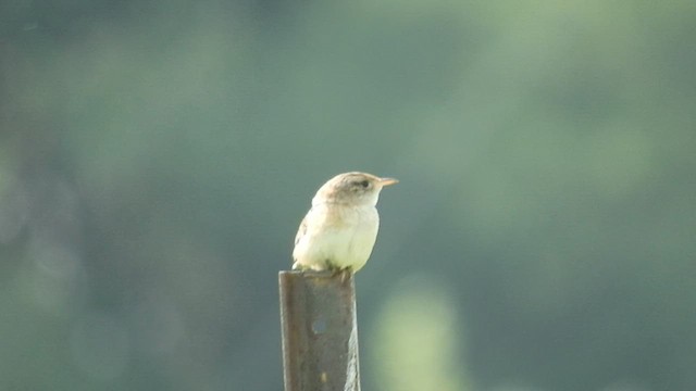 Sedge Wren - ML585698711