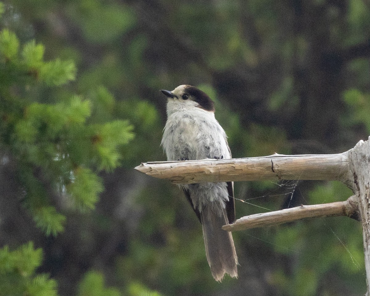 Canada Jay - ML585698801