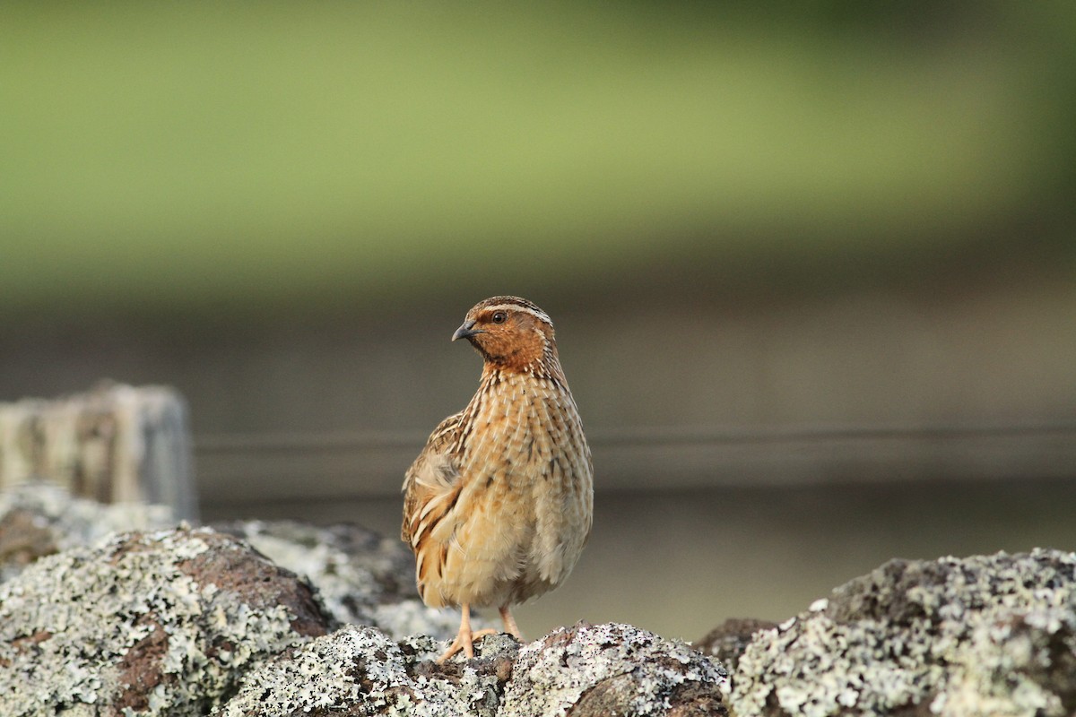 Common Quail - ML585700171