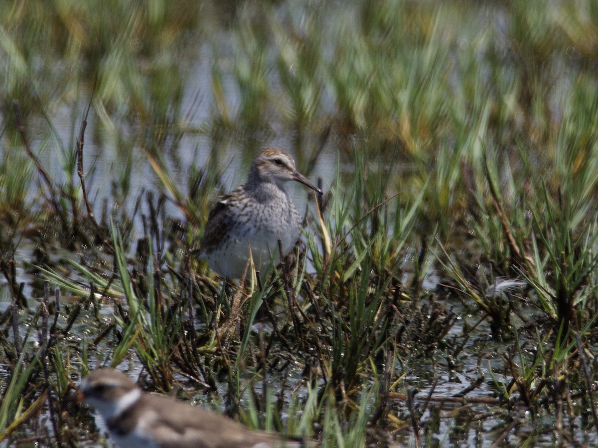 White-rumped Sandpiper - ML585700641