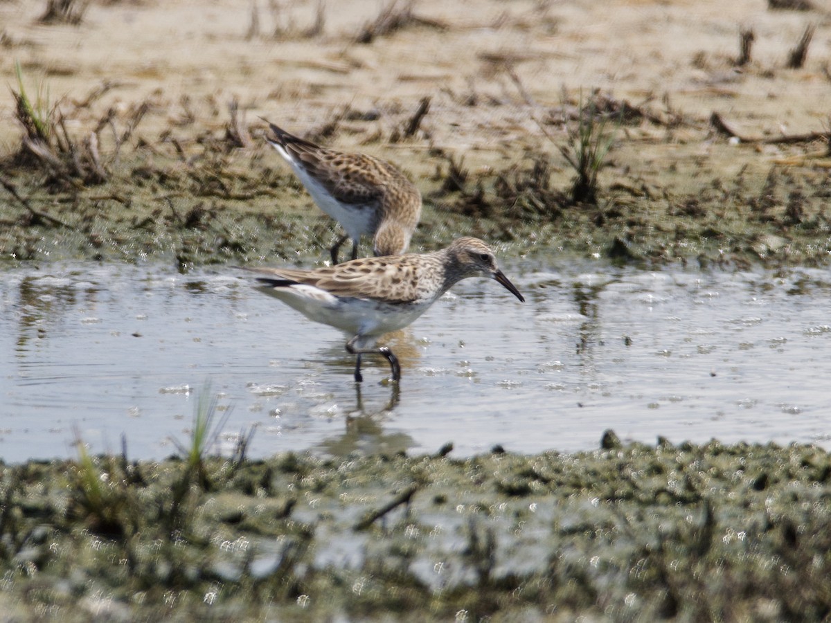 White-rumped Sandpiper - ML585700701