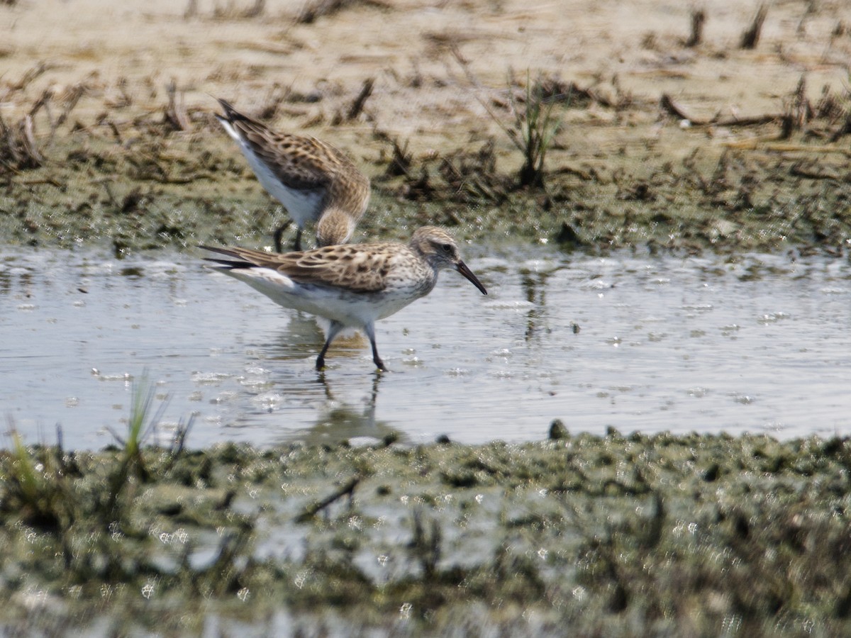 White-rumped Sandpiper - ML585700711