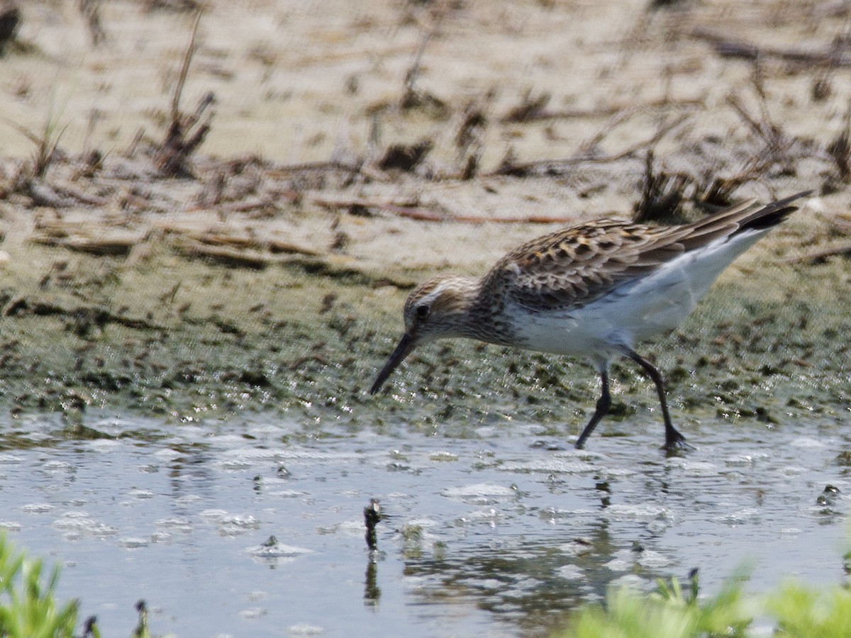 White-rumped Sandpiper - ML585700761