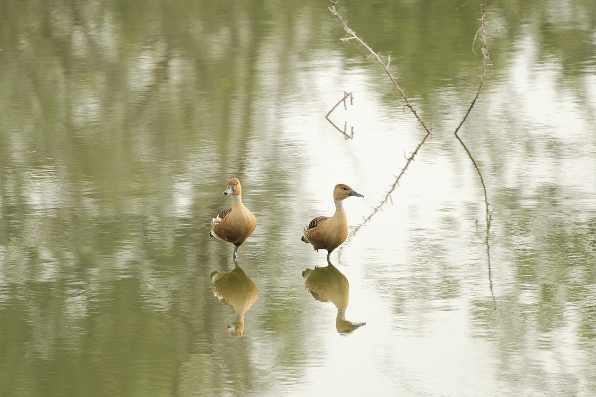 Fulvous Whistling-Duck - ML585700871