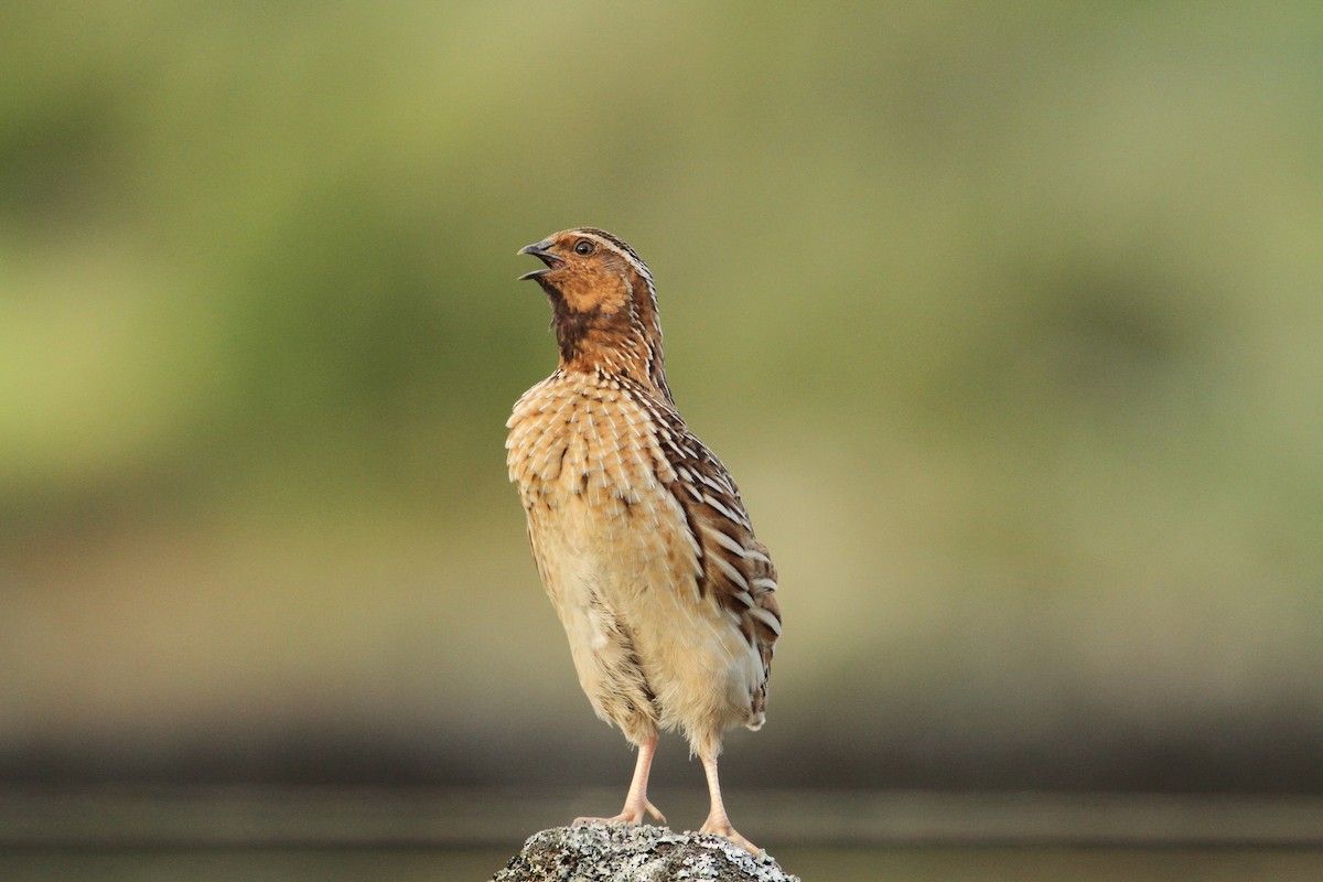 Common Quail - ML585700991