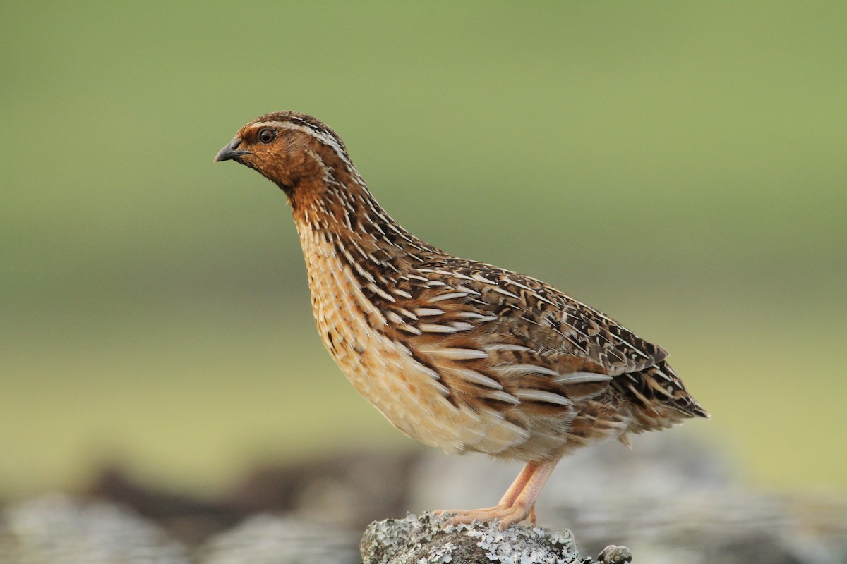 Common Quail - ML585701101