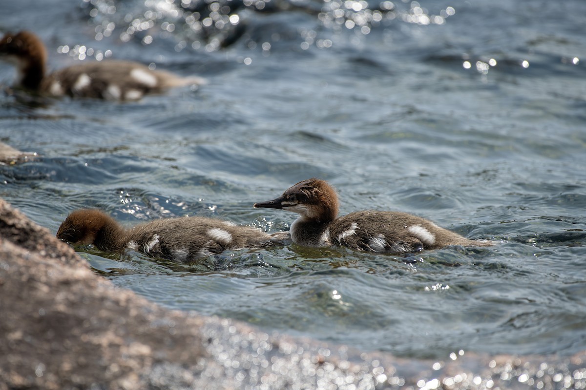 Common Merganser - ML585701951