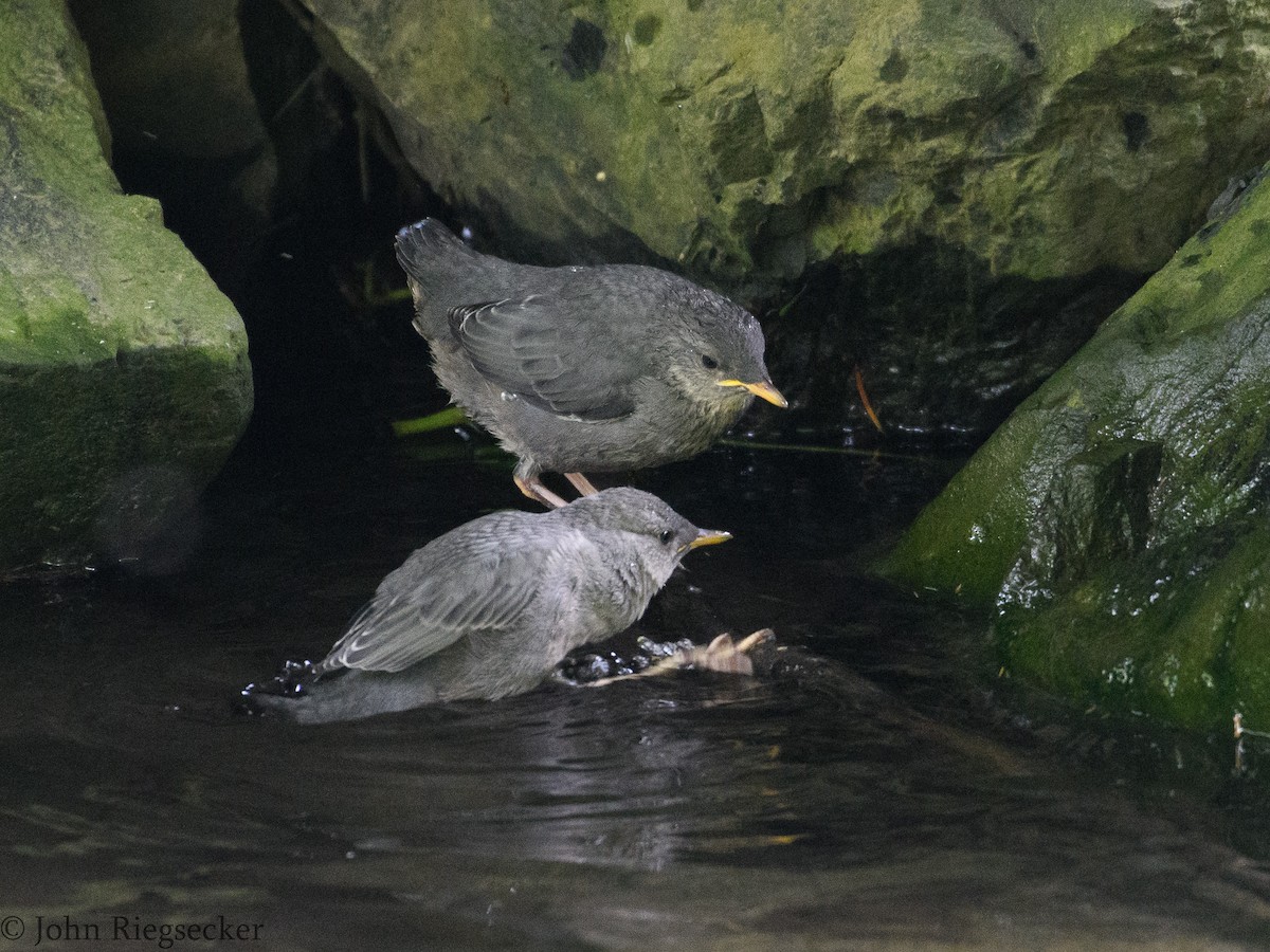 American Dipper - ML58570201