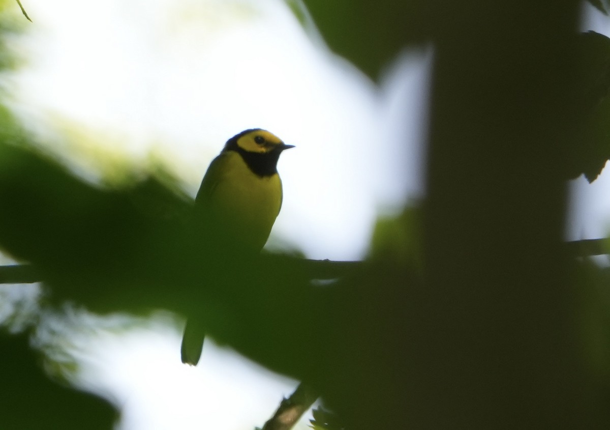 Hooded Warbler - ML585702351