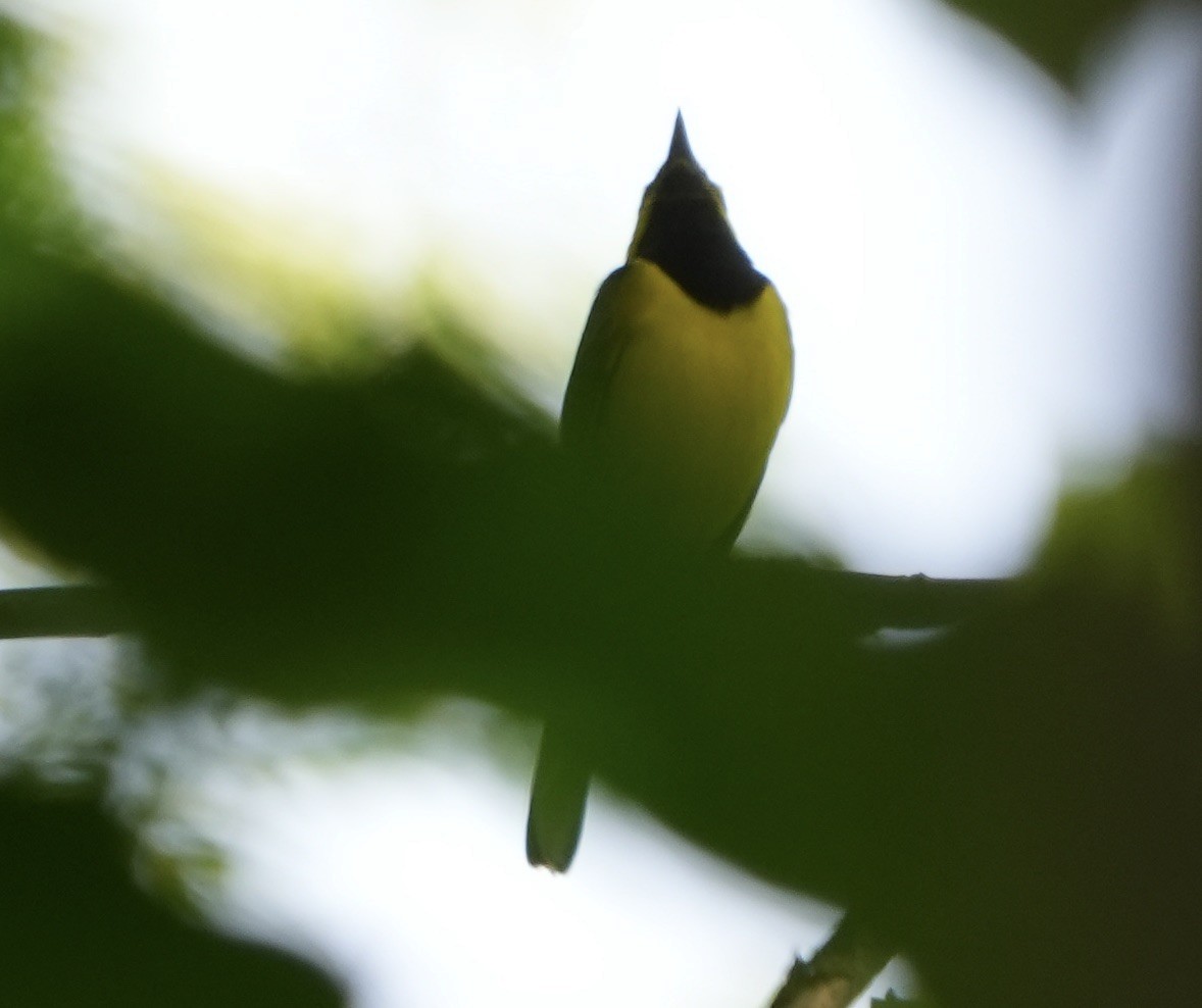 Hooded Warbler - ML585702361
