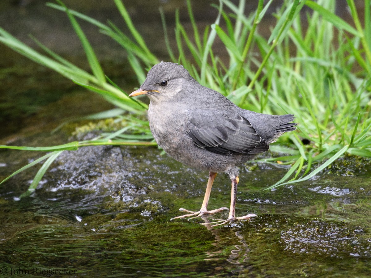 American Dipper - John Riegsecker