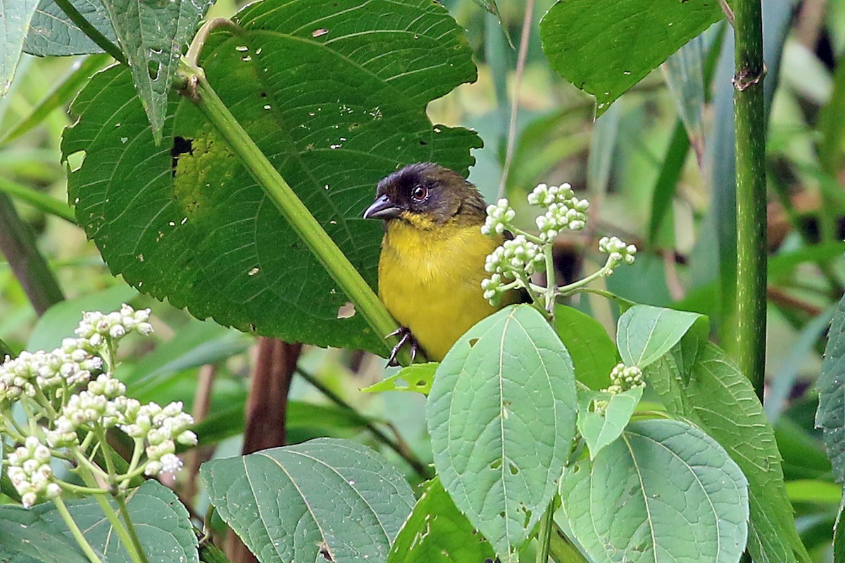 Dusky-headed Brushfinch - ML585702501