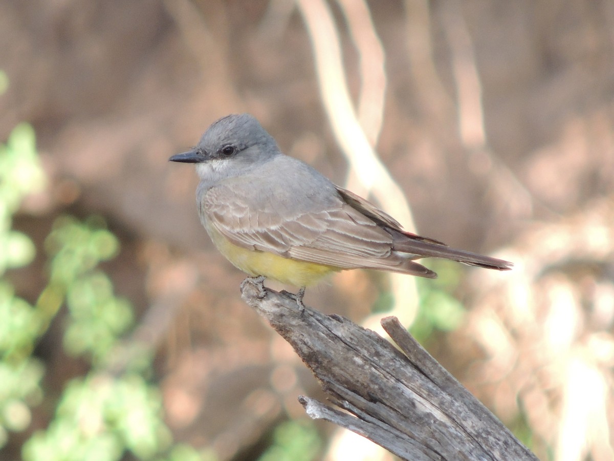 Cassin's Kingbird - ML58570411