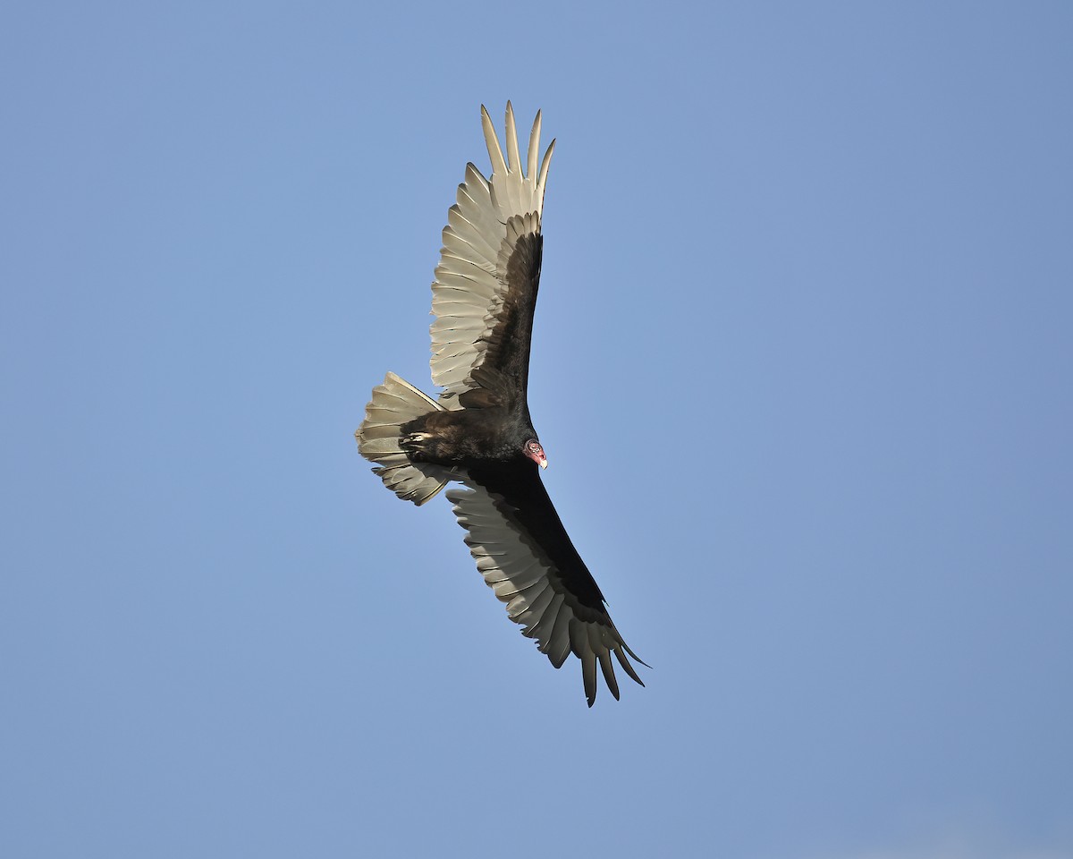 Turkey Vulture - ML585704401