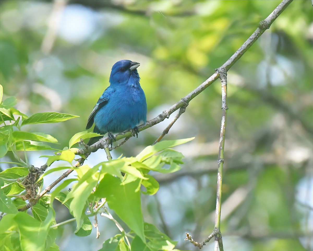 Indigo Bunting - ML585704501