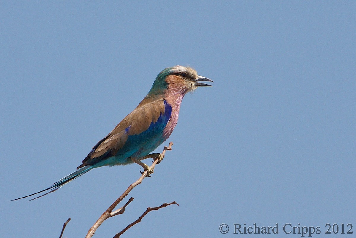 Lilac-breasted Roller - Richard Harrison-Cripps