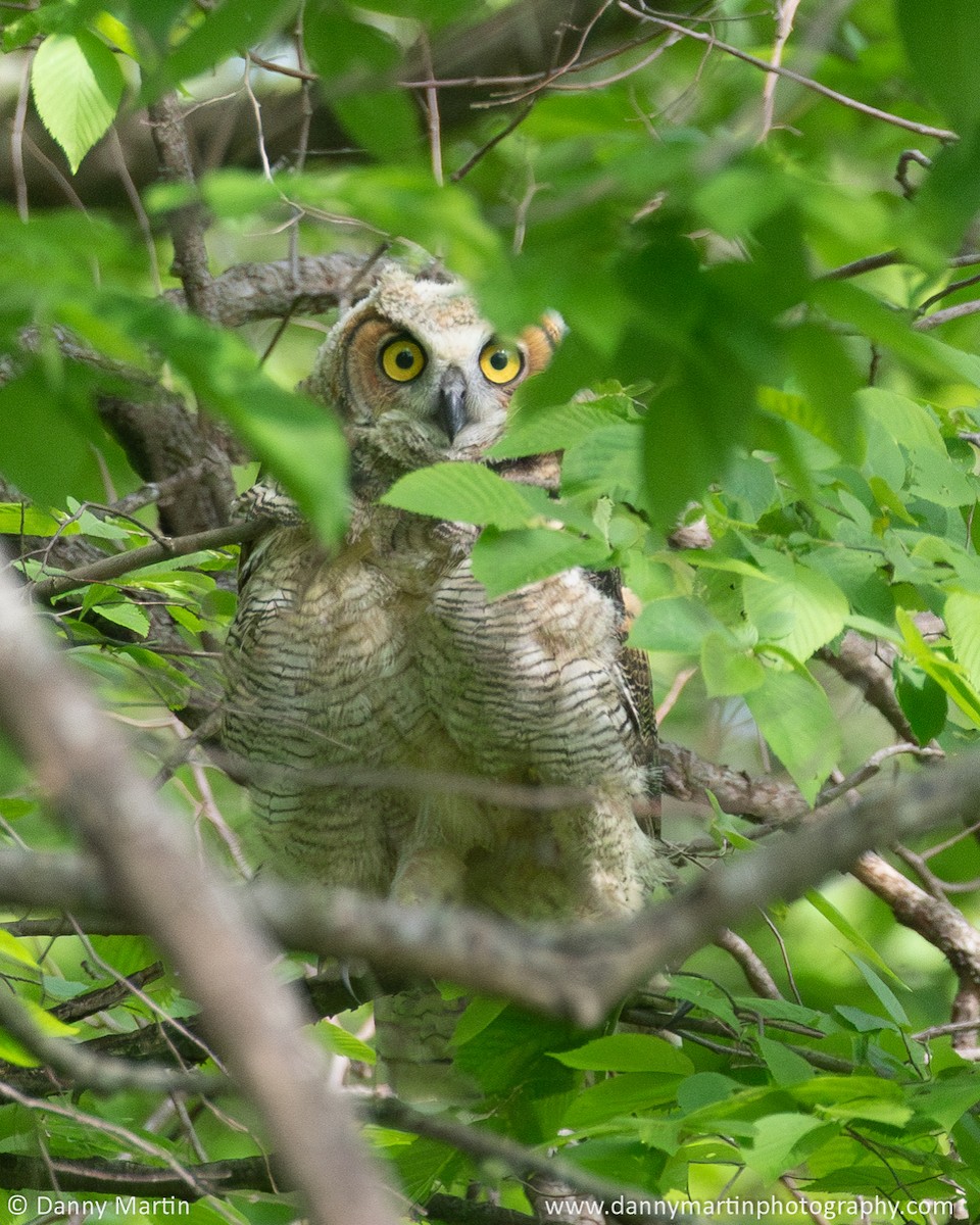 Great Horned Owl - Danny Martin