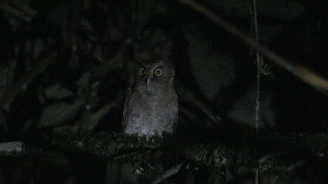 Foothill Screech-Owl (Foothill) - ML585705451