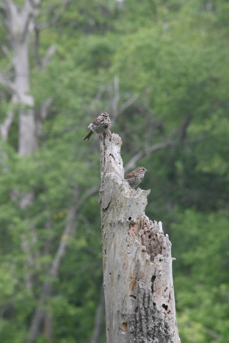 Song Sparrow - ML585706301