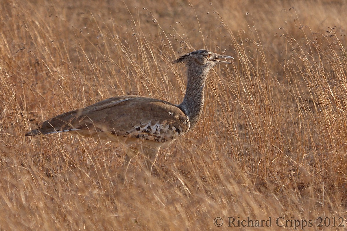 Kori Bustard - ML585706411