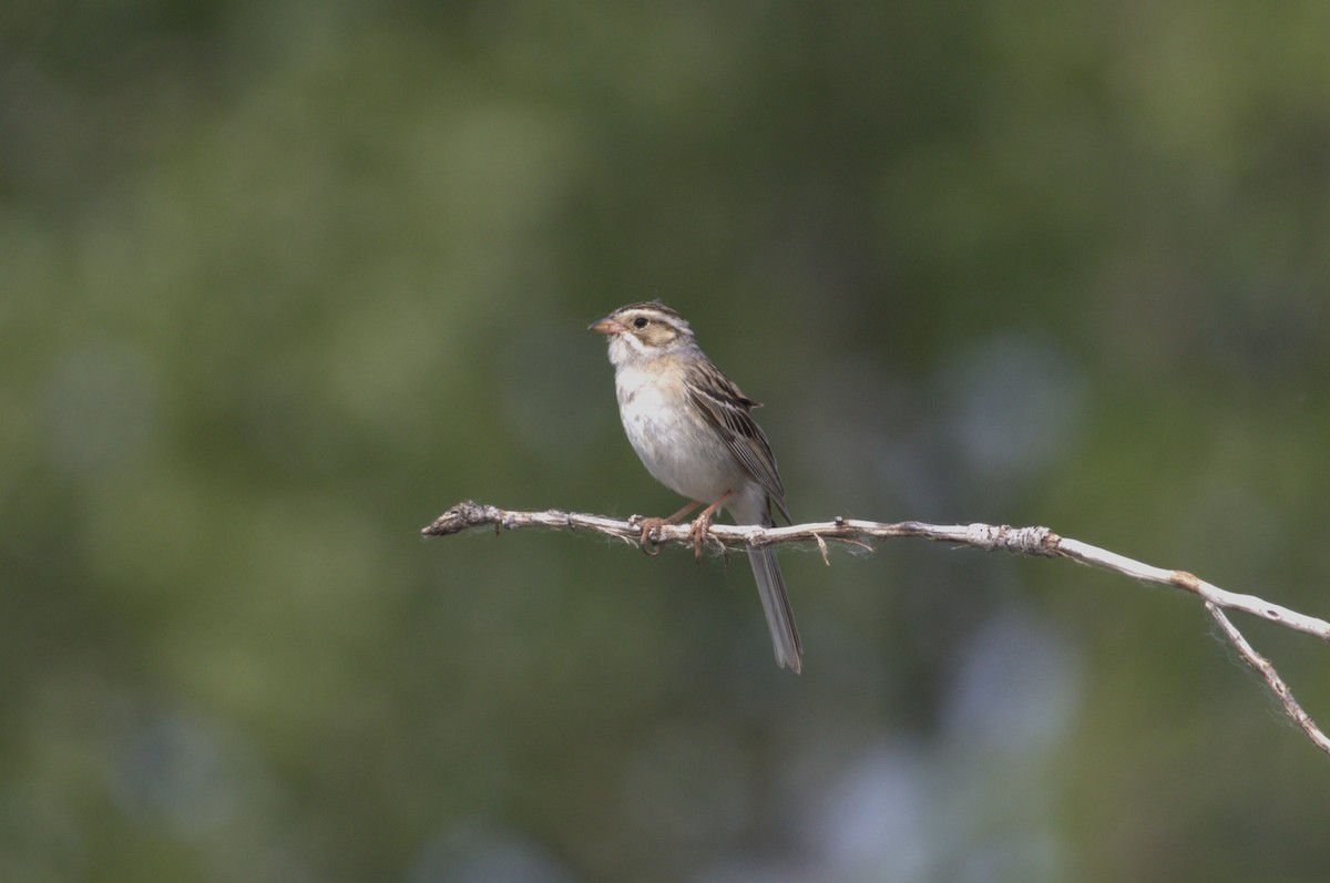 Clay-colored Sparrow - ML585706521