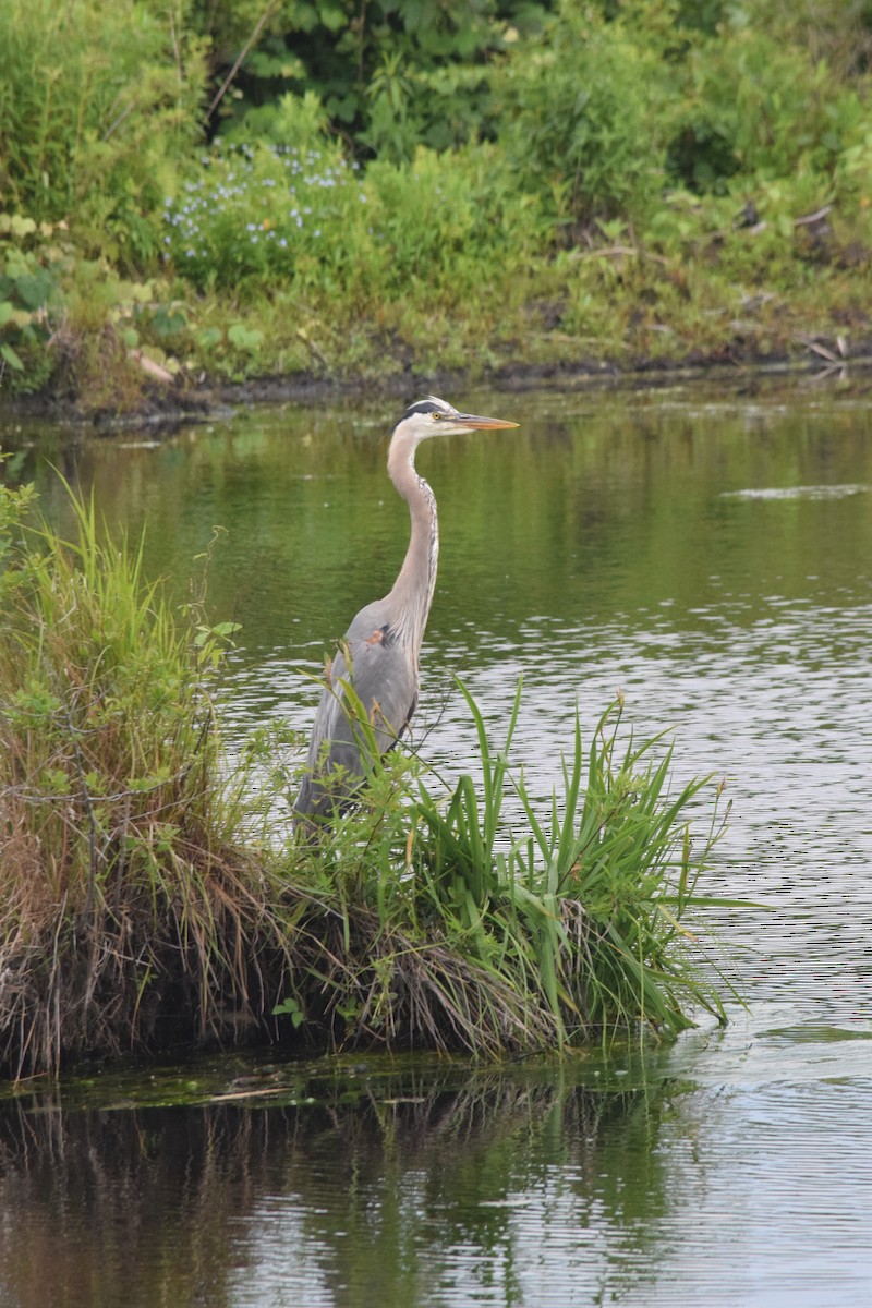 Great Blue Heron - ML585706611